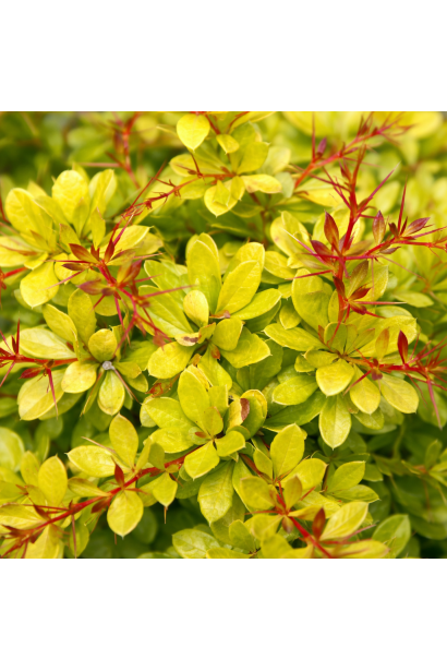 Барбарис Дуал Джевел